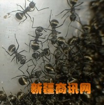 大黑蚂蚁图1